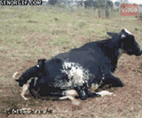 e11e711c1527a8b135fed605c7bff9e0-imagegif[1]