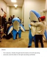 Ned_Shark