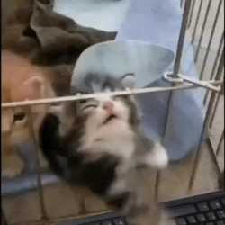 kitty-stuck_thumb.jpg