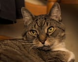 cat.4533