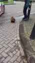 Beaver arrested_thumb.jpg