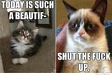 happy-vs-grumpy-cat