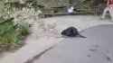 Beaver dragging branch_thumb.jpg