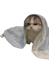 blanket cat