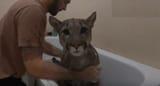 lilkitty