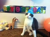 purrfday