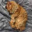 BEST.CAT...._thumb.jpg