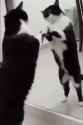 mirror.cat.WTF.........._thumb.jpg