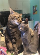 cat.cuddle..