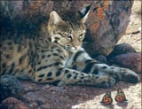 cat.94........