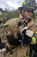 hot.cat..