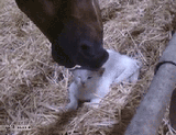CAT.horse.......
