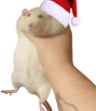 rat-christmas