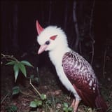 black_small_blue_jawa_army_green_white_winged_colugo_white_bark_fluffy_jackaloup_ingra_plants_droid_0fslr7ma08ciciikxpid_3