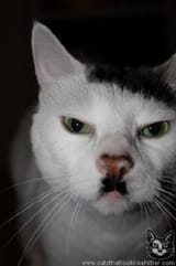 b-shmooze-hitlercat-040111-1425711010