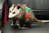 yes hello i am the jester you ordered how do you do