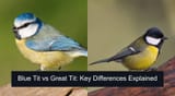 pair of tits