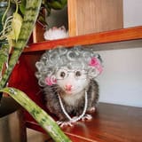 grannyssum