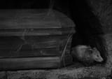 dracula&#039;s imported possum
