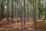 pines