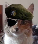 bigbosscat