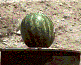 FROG.HEADSHOT................