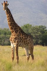 1200px-Giraffe_standing