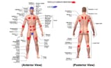 ANATOMY EDITED