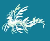 leaf seahorse