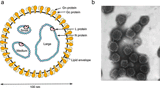Peribunyavirus_virion_structure