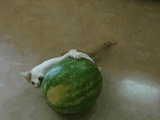 cat-kitty