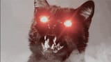 Screenshot 2025-01-13 at 13-02-50 evil cat - Google Search