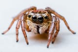 jumping-spider-royalty-free-image-1568321050