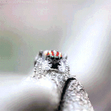 PeacockSpiderCheer
