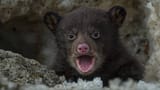 bear cub