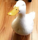 happyquacker(1)