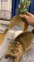 anana cat_thumb.jpg