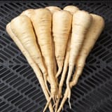 Parsnip