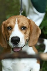 beagle-dog-close-portrait-stick-260nw-2321947437