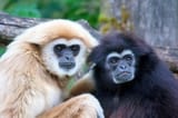 gibbon-facts