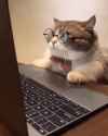 cat pc 2_thumb.jpg