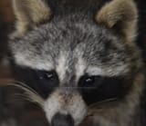 RaccoonEyes