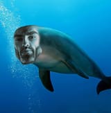 giga_dolphin