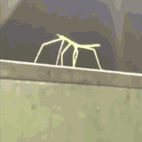 stick-bug-dance