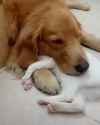 lovey.dog.and.cat......._thumb.jpg