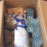 weeb cat 1742541628403463