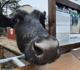 Cape.May.COW.Trial......