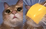 cheese on face cattarded