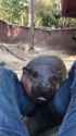 Baby hippo attack_thumb.jpg