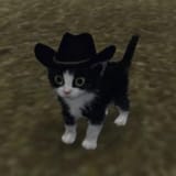 Meowdy Partner!